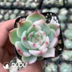 Echeveria Chihuahua half Variegated Silky Variegated - Image 2