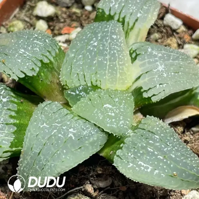 Haworthia Sky Mirror Variegated - Image 2