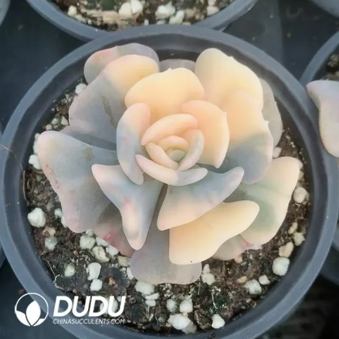 90MM Echeveria Exotic Variegated - Image 2