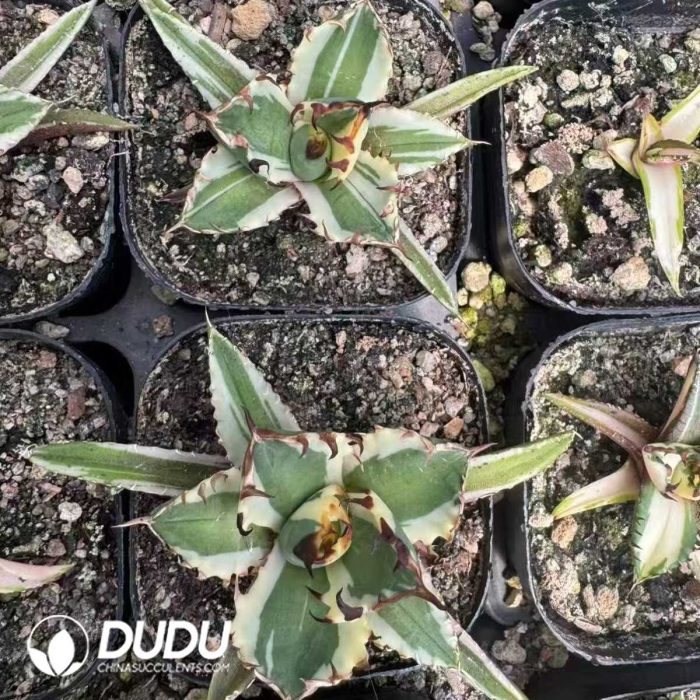 Agave White rhinoceros Variagated - Image 2