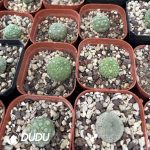 Asclepiadaceae-Pseudolithos migiurtinus - Image 2