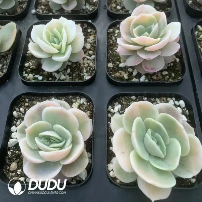 Echeveria 'Blue Surprise' Varigated - Image 2