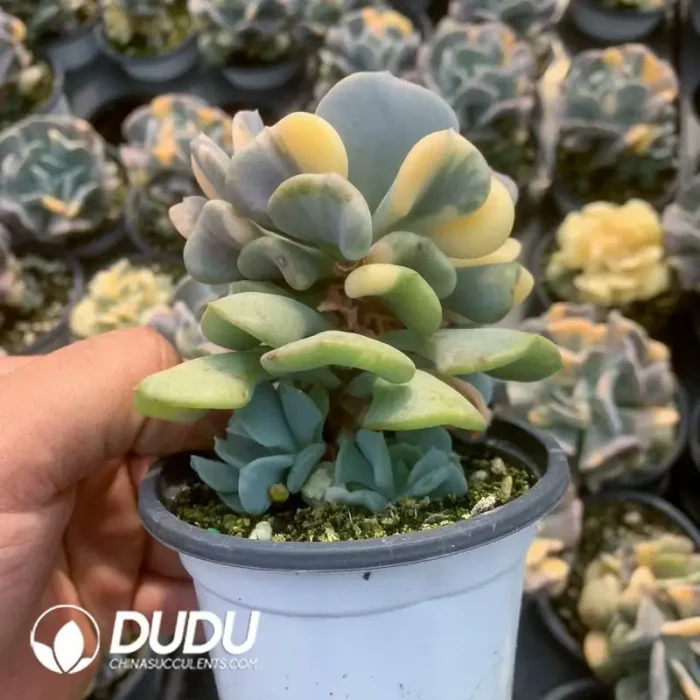 Echeveria snow fairy brocade [nature] Clustering - Image 2