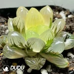 Haworthia Ground spring variegated - Image 2