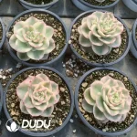 Echeveria wax peonies  Variegated - Image 2