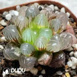 Haworthia OB1 - Image 2