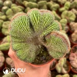 Cactus-Trichocereus Black Kong Cristata - Image 2