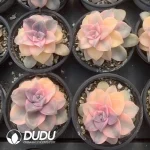 Graptopetalum purpurogenum semi-variegated - Image 2