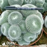 Parodia  Snow White Clustering - Image 2