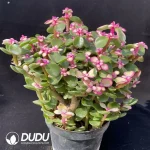 Portulaca L. Golden branches and jade leaves(Scattered Clustering) - Image 2