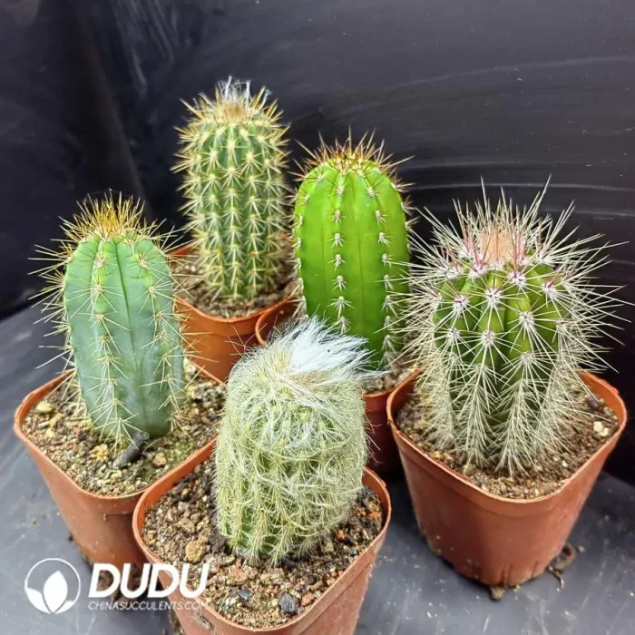 Cactus Pillar combination 7 - Image 2