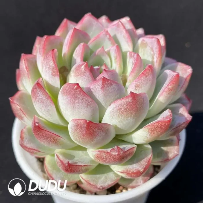 EcheveriaButterfly Thousand Songs - Image 2