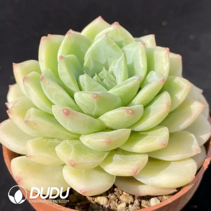 Echeveriajade brocade - Image 2