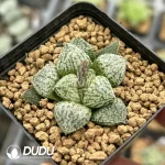 Haworthia Meiji x Silver - Image 2