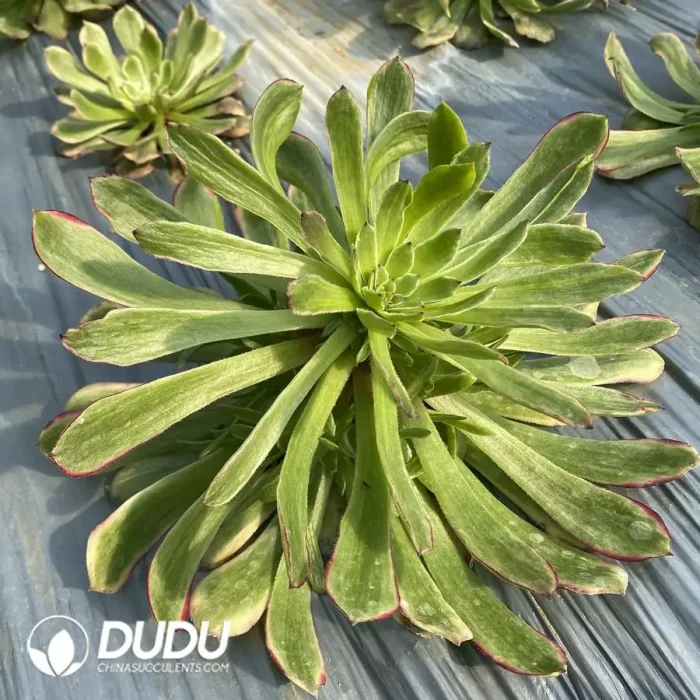 Aeonium Flower Face Fendai Clustering - Image 2