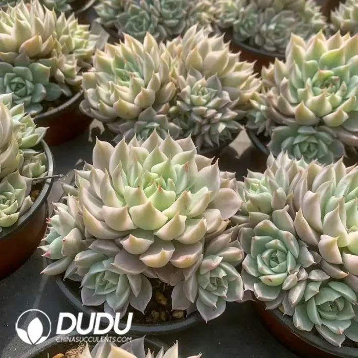 Echeveria Margaret Variegated Clustering - Image 2