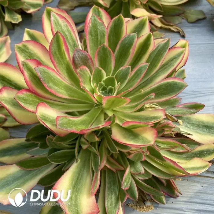 Aeonium Vina Clustering - Image 2