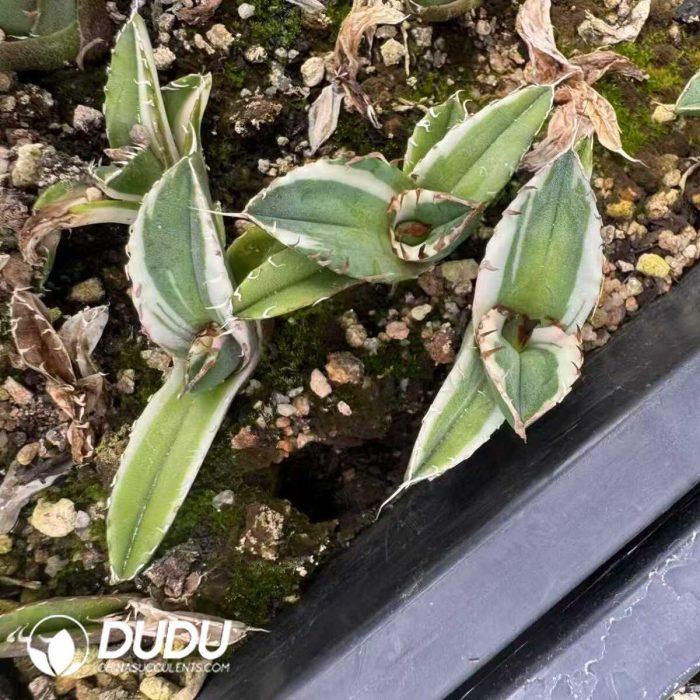 Agave horrida variegata yellow - Image 2