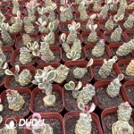 Euphorbia ritchiei alba variegata - Image 2