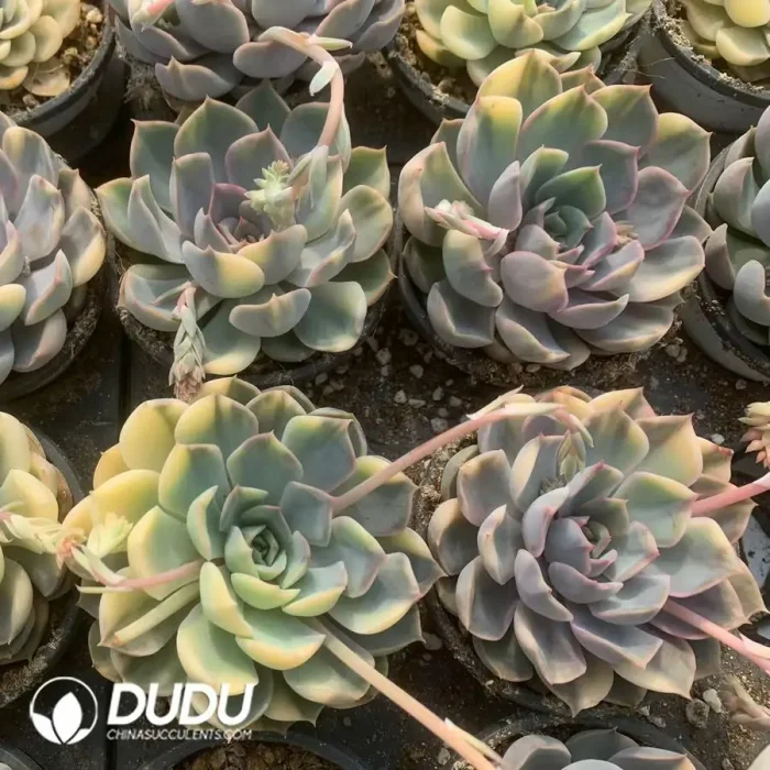 Echeveria Fiona Varigated - Image 2