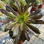 Aeonium Ink painting Clustering - Image 2