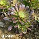 Aeonium Red copper pot mediopicta Cristata Clustering - Image 2