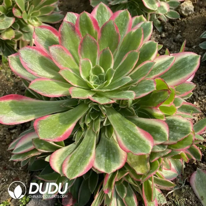 Aeonium Demon Moon Clustering - Image 2