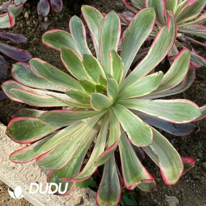 Aeonium Red Witch Clustering - Image 2
