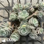 Echeveria Lovely Rose Variegated 3 heads Clustering - Image 2