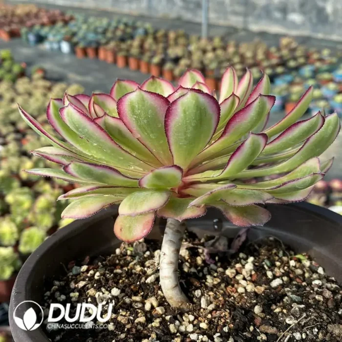 Aeonium Sweet Pomegranate - Image 2