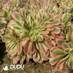 Aeonium Pink Witch Cristata - Image 2