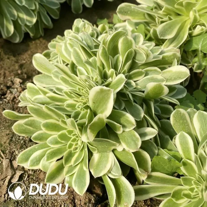 Aeonium Green Bean Paste Cristata - Image 2