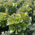 Aeonium Charm Gold Rose Clustering - Image 2