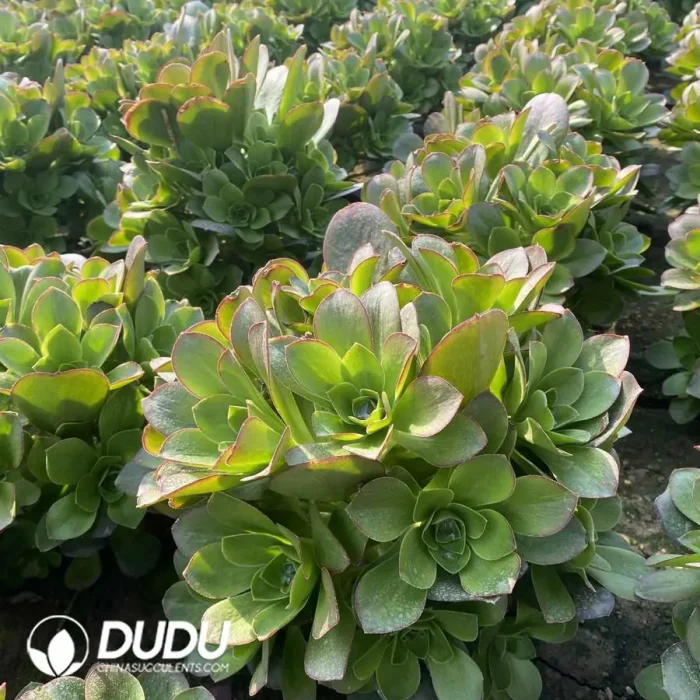 Aeonium Charm Gold Rose Clustering - Image 2