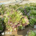 Aeonium Halloween Cristata - Image 2