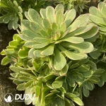 Aeonium Pinellia Ternata Clustering - Image 2