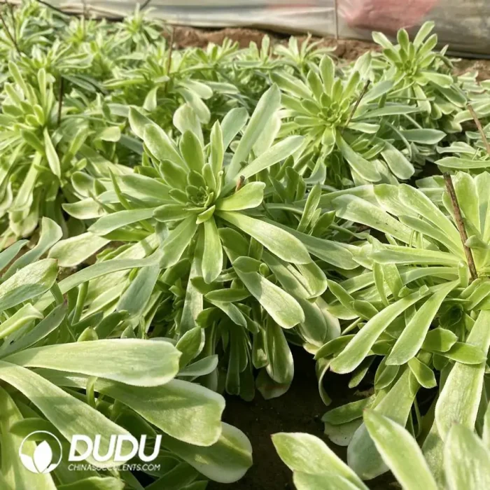 Aeonium Pink Venus Cluster - Image 2