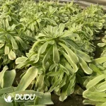 Aeonium Tsar Cluster - Image 2