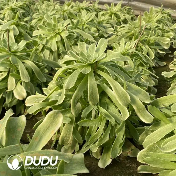 Aeonium Tsar Cluster - Image 2