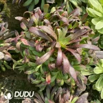 Aeonium Zwartkop Cluster - Image 2