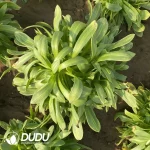 Aeonium Biluochun Cluster - Image 2