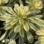 Aeonium Brilliant Cluster - Image 2