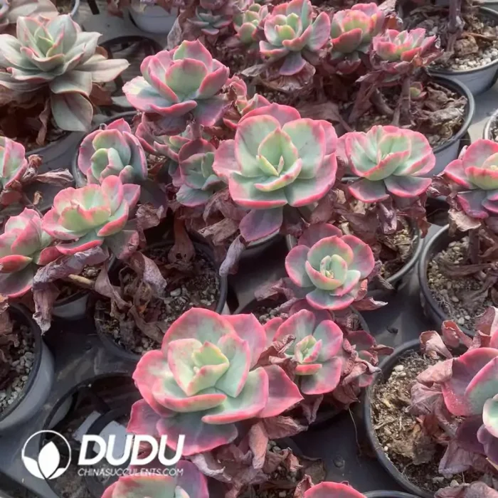 Echeveria Ballroom Red Skirt Variegated Double Head - Image 2