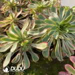 Aeonium White Witch Cluster - Image 2