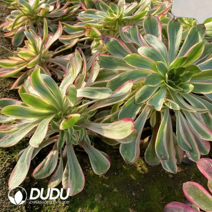 Aeonium White Witch Cluster - Image 2