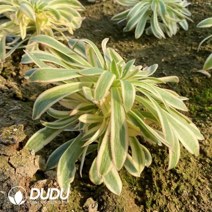 Aeonium Xiyan Cluster - Image 2