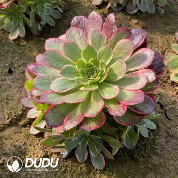 Aeonium Huayao Clustering - Image 2