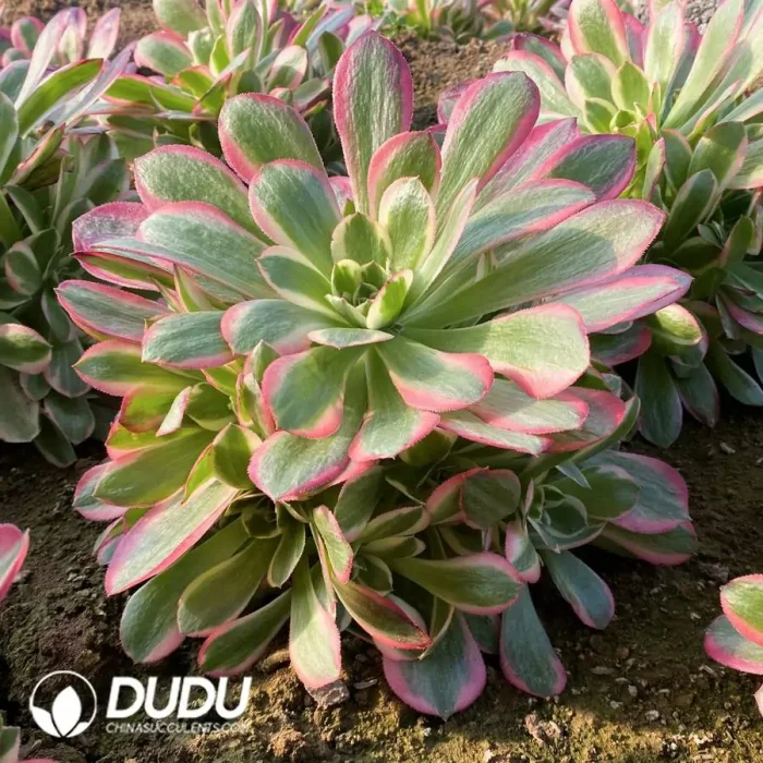 Aeonium Pink Lady Cluster - Image 2