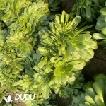 Aeonium Green Cashmere Cristata - Image 2