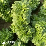 Aeonium Green Cashmere Cristata - Image 2